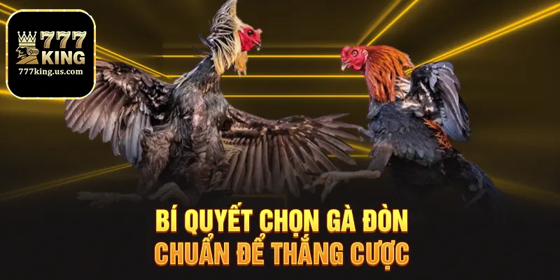 Bí quyết chọn gà đòn chuẩn để thắng cược
