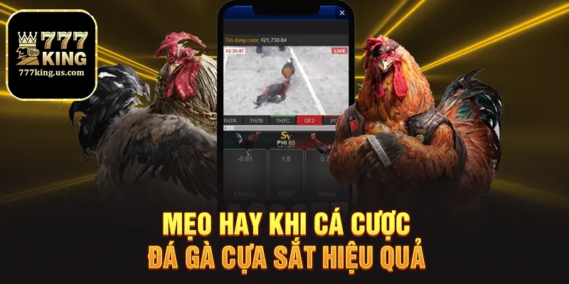 Mẹo hay khi cá cược đá gà cựa sắt hiệu quả