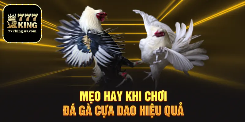 Mẹo hay khi chơi đá gà cựa dao hiệu quả