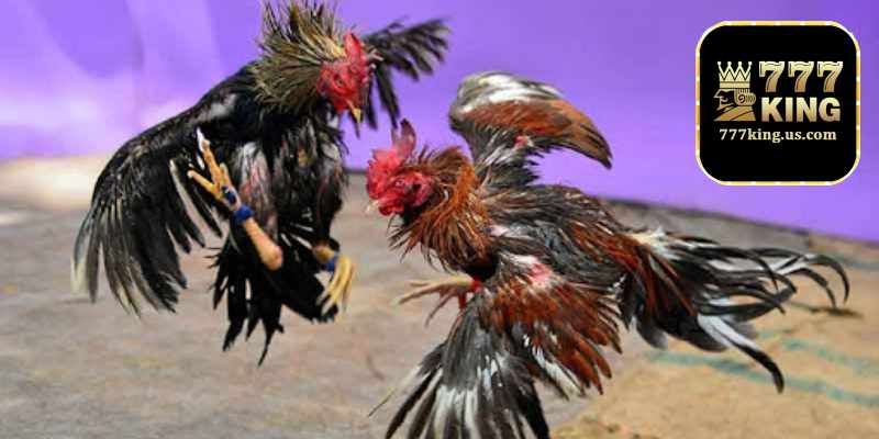 Đá gà 777KING