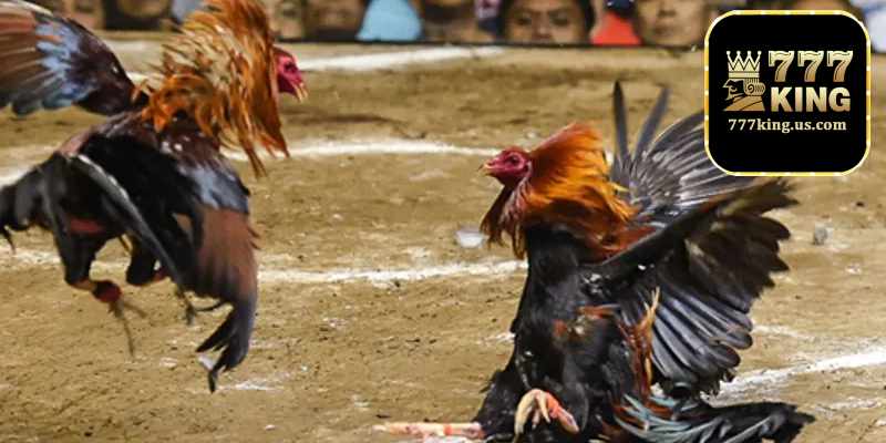 Hướng dẫn tham gia đá gà tại 777KING