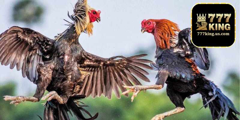 Lý do nên chơi đá gà tại 777KING